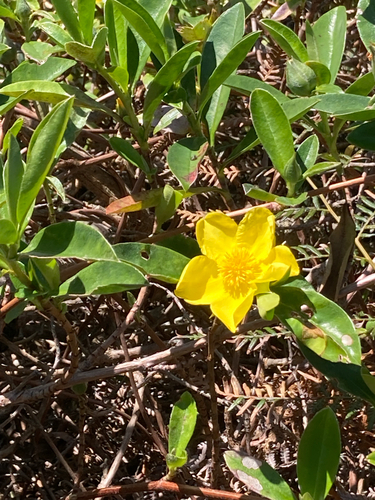 Hibbertia scandens observed 2026-10-23