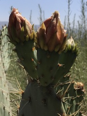 Opuntia × occidentalis