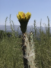 Opuntia × occidentalis