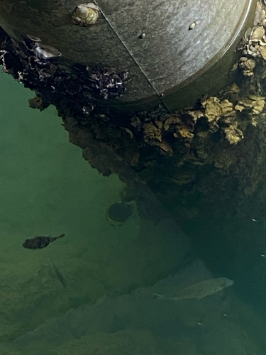 Chaetodon flavirostris observed 2026-10-23