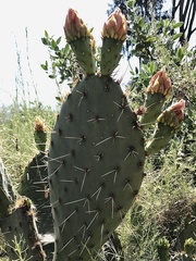 Opuntia × occidentalis