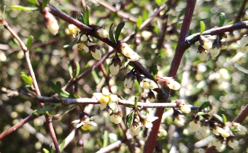Plagianthus divaricatus observed 2026-10-23