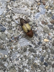 Stropenron hamata