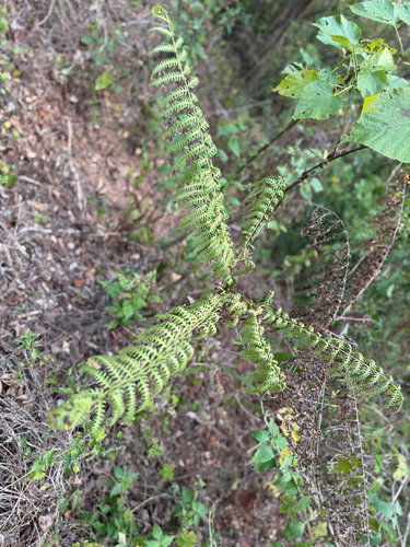 Pteris tripartita observed 2026-10-21