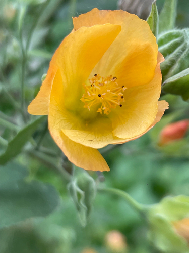 Abutilon grandifolium observed 2026-10-21