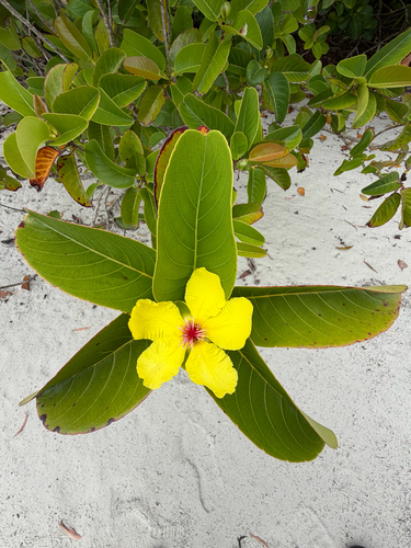 Dillenia observed 2026-10-23
