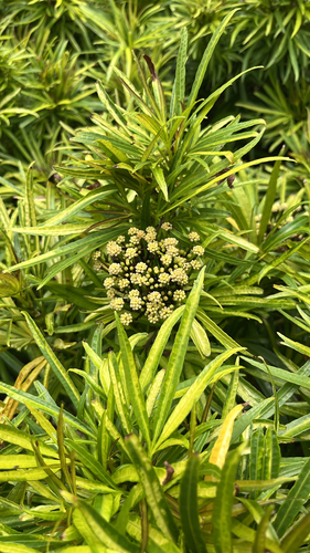 Osmoxylon observed 2026-10-22