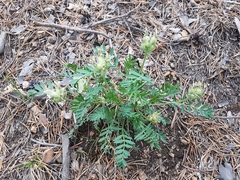 Oxytropis caespitosa