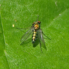 Condylostylus longicornis