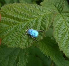 Hoplia coerulea