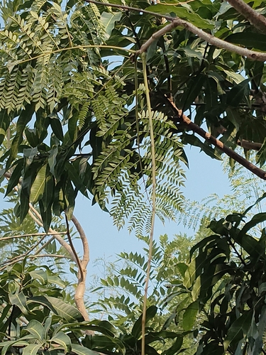 Jacaranda mimosifolia observed 2026-10-23