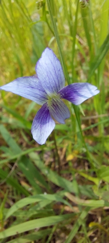 Viola betonicifolia, 2026-10-21