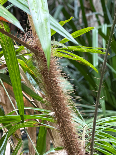 Calamus observed 2026-10-23