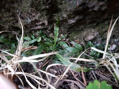 Asplenium ruprechtii