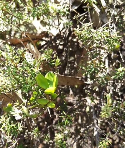 Ileostylus micranthus observed 2026-10-23