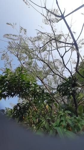 Jacaranda mimosifolia observed 2026-10-23