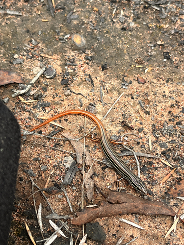 Ctenotus taeniolatus, 2026-10-23