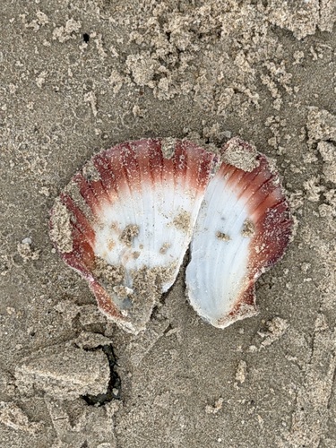 Pecten fumatus, 2026-10-23