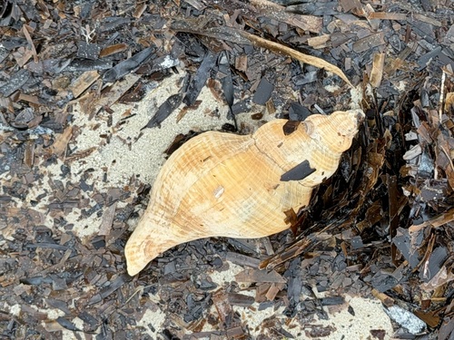 Fasciolaria observed 2026-10-23