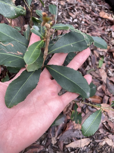 Myrsine variabilis observed 2026-10-23