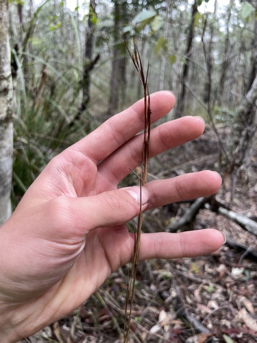 Cymbopogon refractus observed 2026-10-23