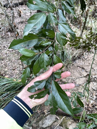 Cryptocarya observed 2026-10-23