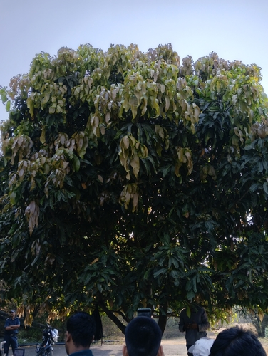Mangifera indica observed 2026-10-23