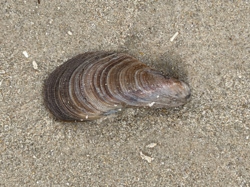 Trichomya hirsuta observed 2026-10-23