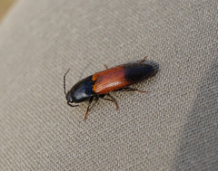 Ampedus balteatus