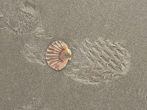 Pecten fumatus, 2026-10-23