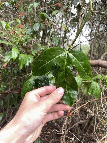 Passiflora edulis observed 2026-10-23
