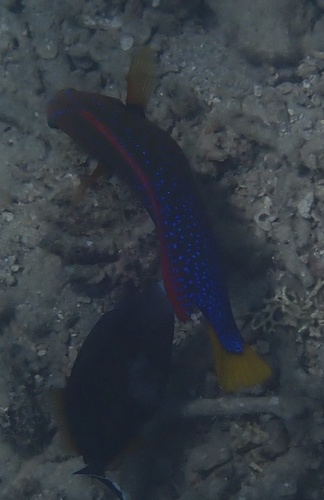 Coris gaimard observed 2026-10-23
