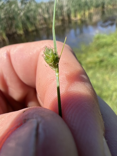 Carex inversa observed 2026-10-23