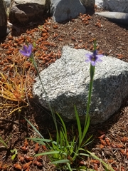 Sisyrinchium idahoense macounii