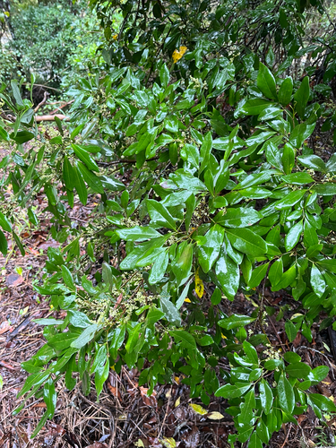 Guioa observed 2026-10-22