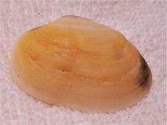 Tellinidae