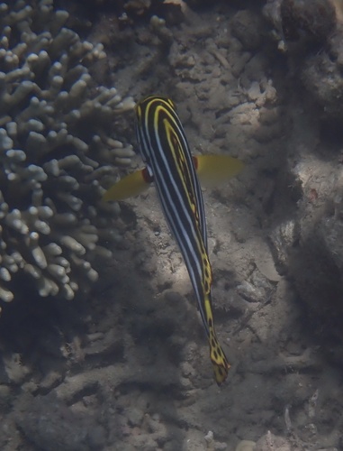 Plectorhinchus vittatus observed 2026-10-23