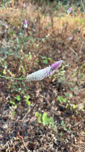 Celosia argentea observed 2026-10-23