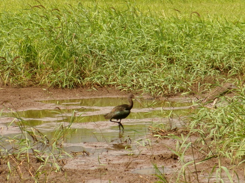 Plegadis chihi observed 2026-10-22