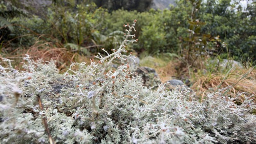 Stereocaulon ramulosum observed 2026-10-11