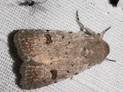 Caradrina kadenii
