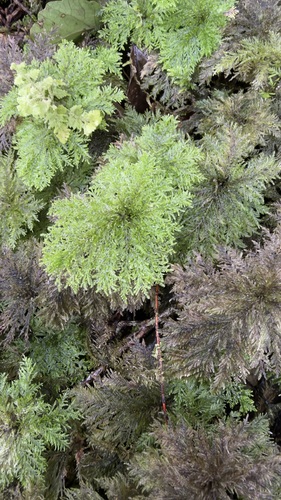 Dendrohypopterygium filiculiforme observed 2026-10-11