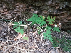 Aleuritopteris argentea