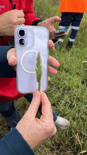 Polypogon monspeliensis observed 2026-10-23