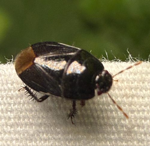 Two-lined Burrowing Bug