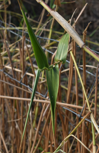 Hymenachne amplexicaulis observed 2026-08-20