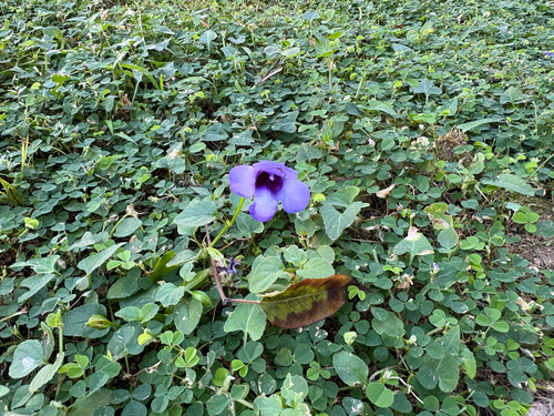 Torenia concolor observed 2026-10-23
