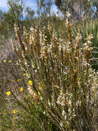 Epacris obtusifolia observed 2026-10-23