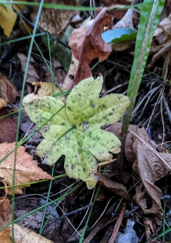 Petasites frigidus observed 2026-10-22