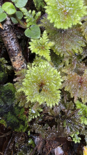 Sciadocladus menziesii observed 2026-10-11